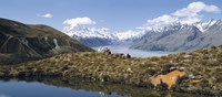 Horse Trekking Mt Cook New Zealand Fine Art Print