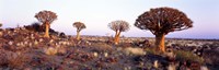 Quiver Trees Namibia Africa Fine Art Print