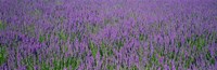 Field Of Lavender, Hokkaido, Japan Fine Art Print