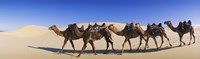 Camels walking in the desert by Panoramic Images - 36" x 12"