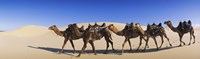 Camels walking in the desert Fine Art Print