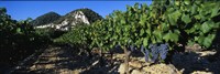 Cote Du Rhone Vineyard, Provence, France Fine Art Print