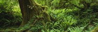 Ferns and vines along a tree with moss on it, Hoh Rainforest, Olympic National Forest, Washington State, USA Fine Art Print