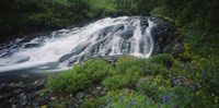 Waterfall in the forest, Mt Rainier National Park, Washington State, USA Fine Art Print