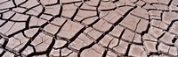 Close-up of cracked mud, South Dakota, USA by Panoramic Images - 36" x 12"