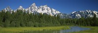 Trees along a river, Near Schwabachers Landing, Grand Teton National Park, Wyoming by Panoramic Images - 36" x 12"