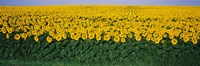 Sunflower Field, Maryland, USA Fine Art Print