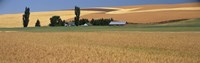 Farm, Saint John, Washington State, USA Fine Art Print