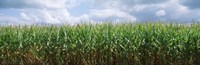 Clouds over a corn field, Christian County, Illinois, USA Fine Art Print
