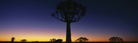 Africa, Namibia, Kokerboom Preserve, Quiver Tree by Panoramic Images - 36" x 12"