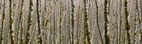 Trees in the forest, Red Alder Tree, Olympic National Park, Washington State, USA by Panoramic Images - 36" x 12"
