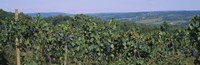 Bunch of grapes in a vineyard, Finger Lakes region, New York State, USA Fine Art Print