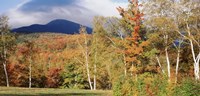 Trees on a field in front of a mountain, Mount Washington, White Mountain National Forest, Bartlett, New Hampshire, USA Fine Art Print