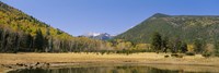 Trees on the mountainside, Kachina Peaks Wilderness, Flagstaff, Arizona, USA Fine Art Print