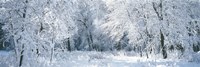 Winter, Forest, Yosemite National Park, California, USA Fine Art Print