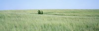 Grass on a field, Prairie Grass, Iowa, USA by Panoramic Images - 36" x 12"