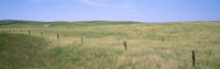 Grass on a field, Cherry County, Nebraska, USA Fine Art Print