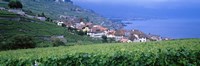 Vineyards, Rivaz, Switzerland Fine Art Print