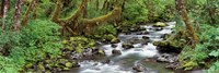 Creek Olympic National Park WA USA Fine Art Print