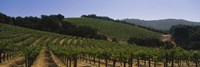 Vineyard on a landscape, Napa Valley, California, USA Fine Art Print