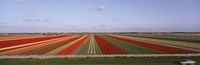 High Angle View Of Cultivated Flowers On A Field, Holland Fine Art Print