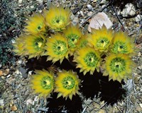 High angle view of cactus flowers, Big Bend National Park, Texas, USA Fine Art Print