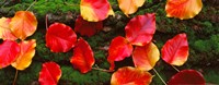 Fall Leaves Sacramento CA USA Fine Art Print