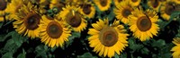 Sunflowers ND USA Fine Art Print