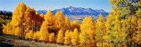 Fall Aspen Trees Telluride CO Fine Art Print
