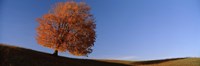 View Of A Lone Tree On A Hill In Fall Fine Art Print