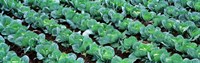 Cabbage, Yamhill Co, Oregon, USA Fine Art Print