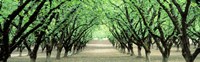 Hazel Nut Orchard, Dayton, Oregon, USA Fine Art Print