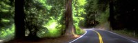 Road, Redwoods, Mendocino County, California, USA Fine Art Print