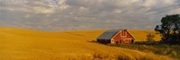 Barn in a wheat field, Palouse, Washington State, USA Fine Art Print