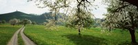 Dirt Road Through Meadow Of Dandelions, Zug, Switzerland Fine Art Print