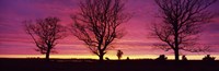 Oak Trees, Sunset, Sweden Fine Art Print