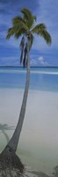 Palm tree on the beach, One Foot Island, Aitutaki, Cook Islands by Panoramic Images - various sizes