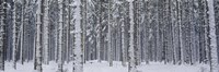 Snow covered trees in a forest, Austria Fine Art Print
