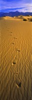 Footprints, Death Valley National Park, California, USA by Panoramic Images - 12" x 36"