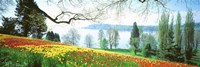 Lake Constance, Insel Mainau, Germany Fine Art Print