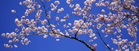 Cherry Blossoms Washington DC Fine Art Print