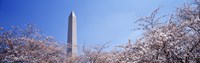 Washington Monument behind cherry blossom trees, Washington DC, USA by Panoramic Images - 36" x 12"