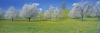 View Of Blossoms On Cherry Trees, Zug, Switzerland Fine Art Print