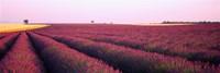 Lavender crop on a landscape, France Fine Art Print