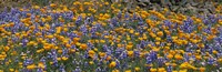 California Golden Poppies (Eschscholzia californica) and Bush Lupines (Lupinus albifrons), Table Mountain, California, USA Fine Art Print