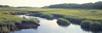Salt Marsh Cape Cod MA USA Fine Art Print