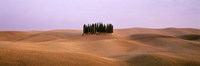 Trees on a rolling landscape, Tuscany, Italy Fine Art Print