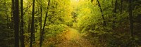 Dirt road passing through a forest, Vermont, USA Fine Art Print