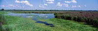 Tall grass in a lake, Finger Lakes, Montezuma National Wildlife Refuge, New York State, USA Fine Art Print