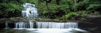 Liffey Falls, Tasmania, Australia Fine Art Print